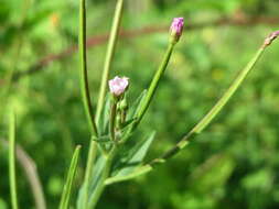 Imagem de Epilobium tetragonum L.