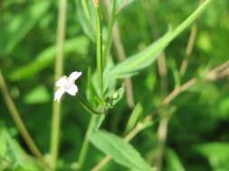 Imagem de Epilobium tetragonum L.