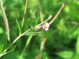 Imagem de Epilobium tetragonum L.