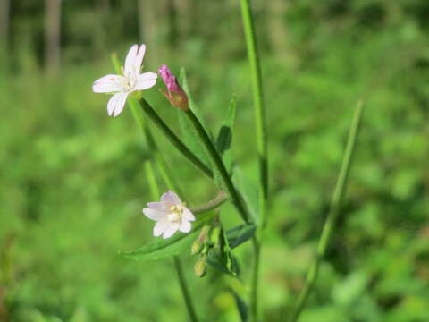 Imagem de Epilobium tetragonum L.