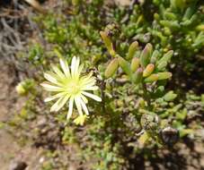 Imagem de Delosperma crassum L. Bol.