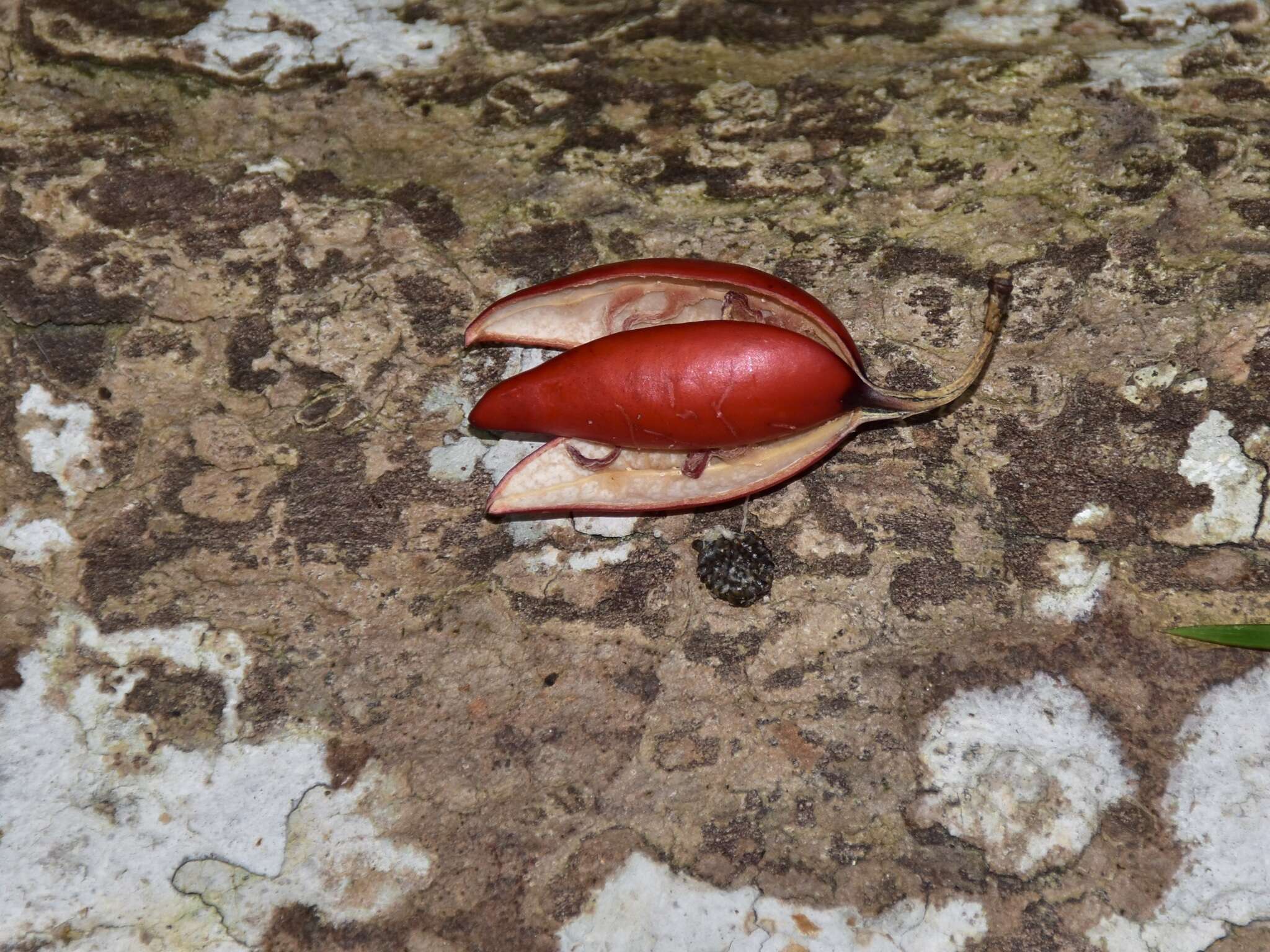 Imagem de Adenia macrophylla (Bl.) Koord.