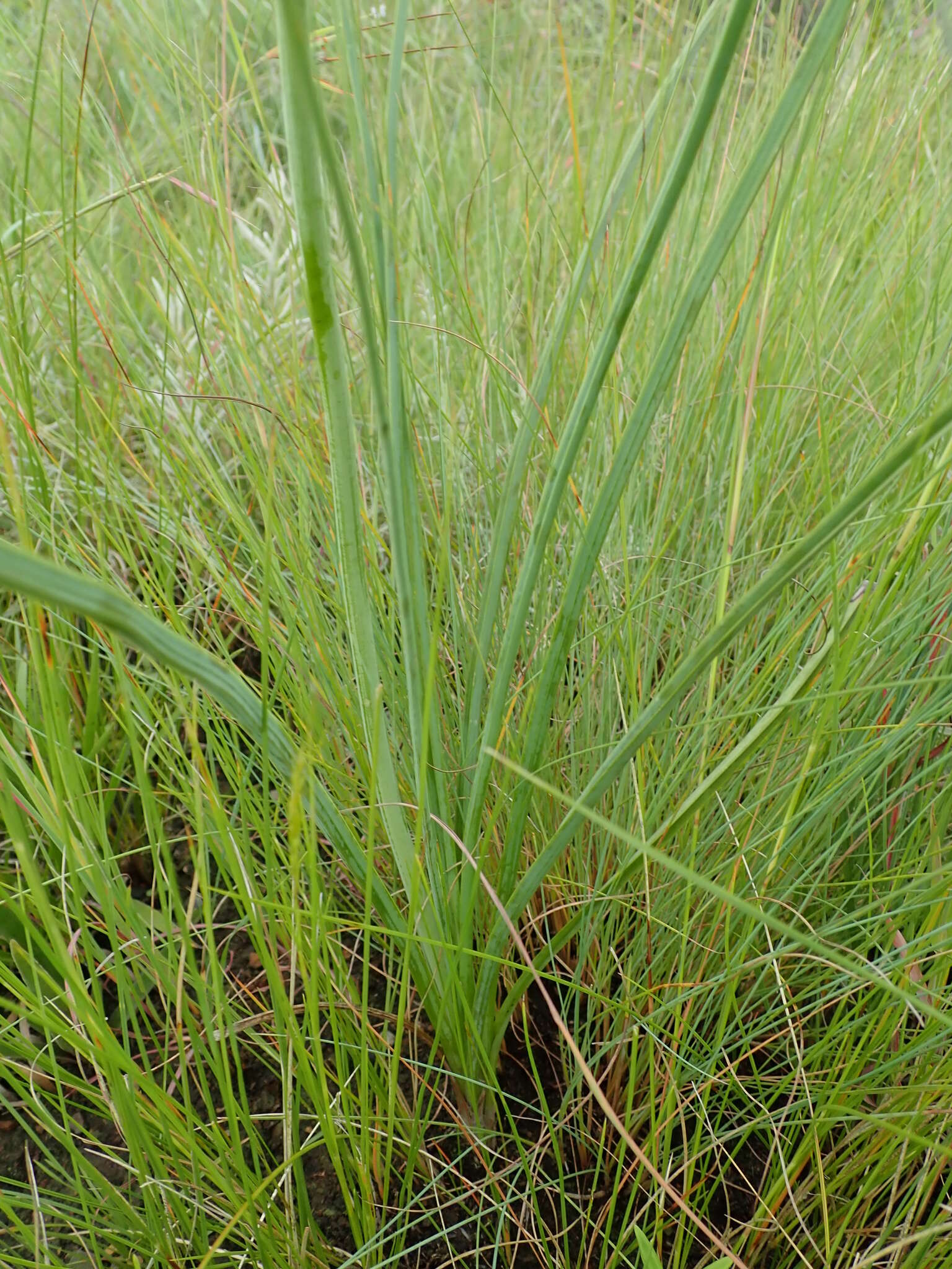 Image of Kniphofia buchananii Baker