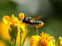 Image of White-footed Leaf-cutter Bee