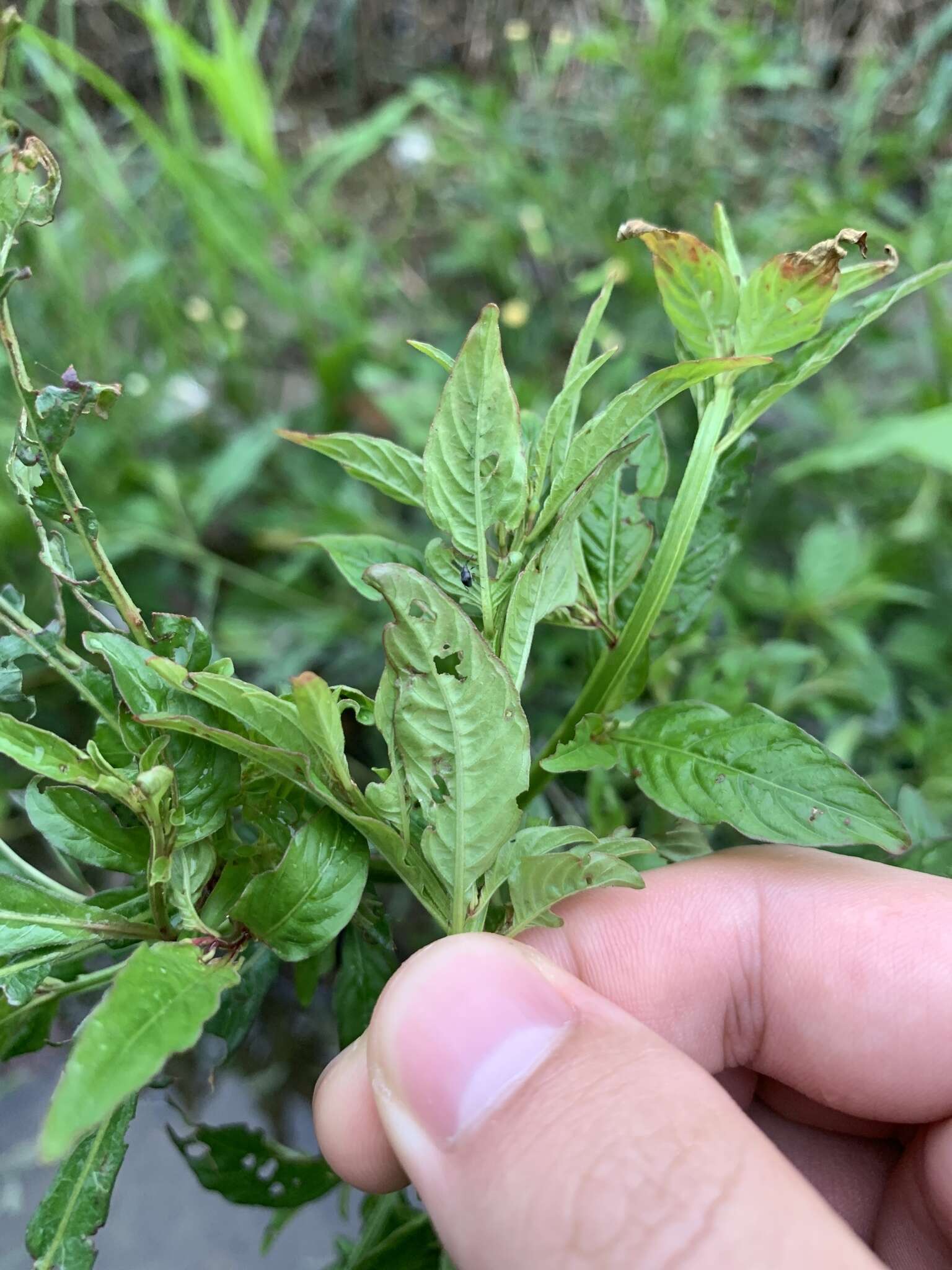 صورة Ludwigia erecta (L.) Hara