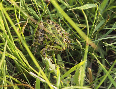 Image of Perez's Frog