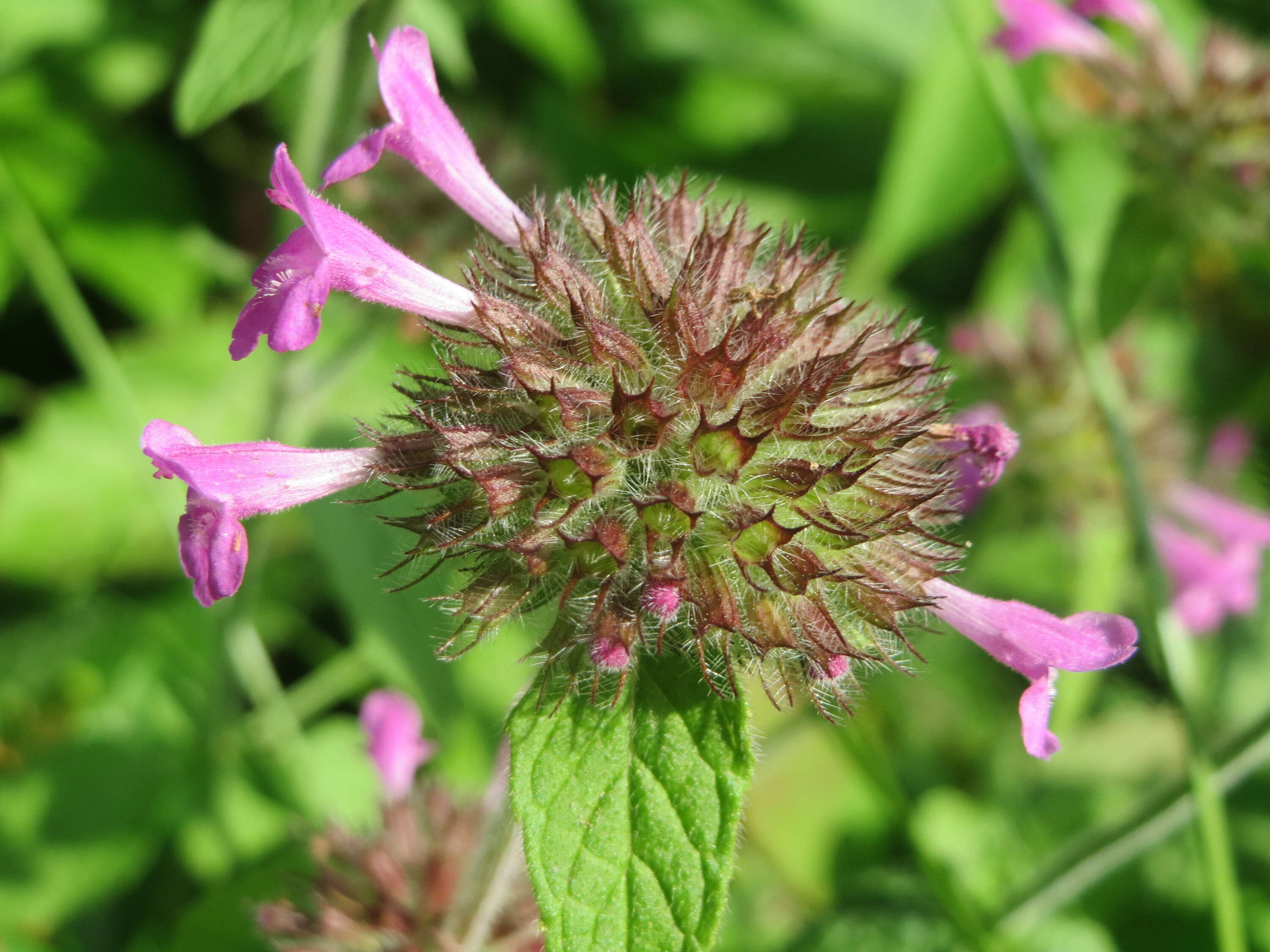 Image of wild basil