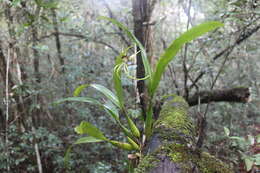 Слика од Prosthechea cochleata (L.) W. E. Higgins