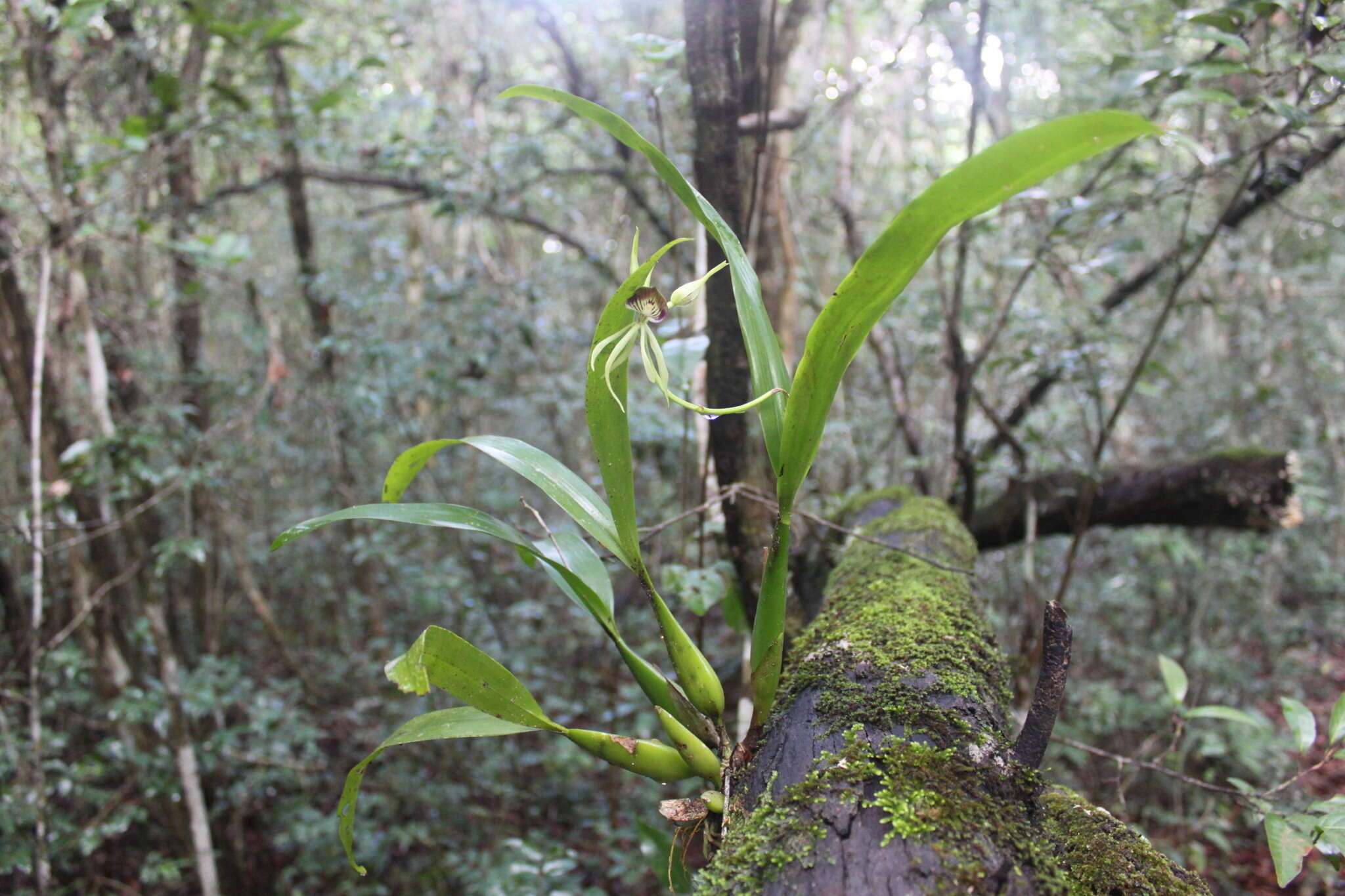 Слика од Prosthechea cochleata (L.) W. E. Higgins