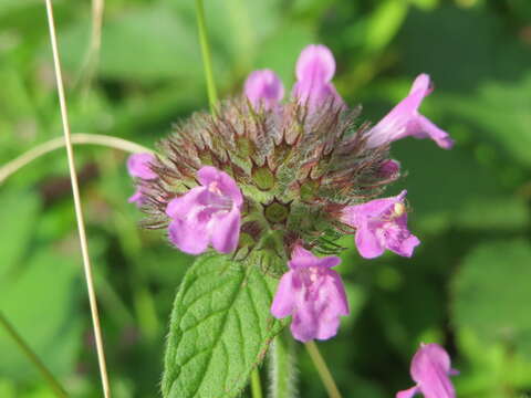 Image of wild basil