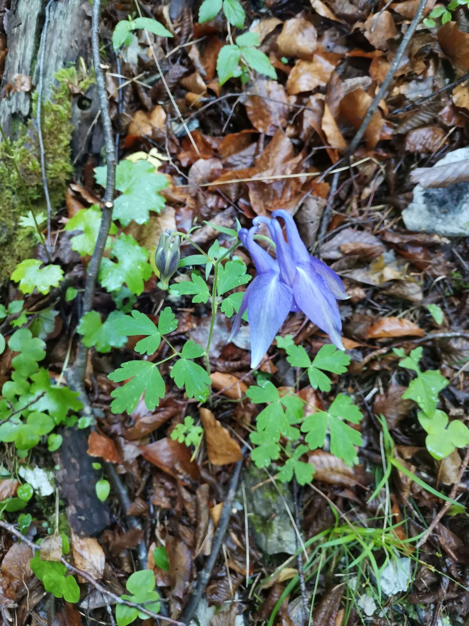 Слика од Aquilegia nigricans Baumg.