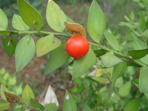 Imagem de Ruscus aculeatus L.