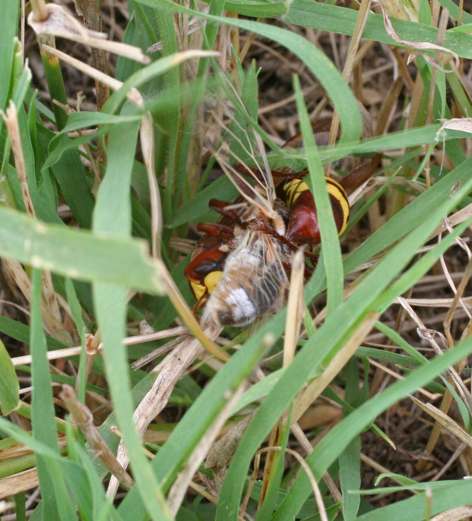 Image of Cicadatra platyptera Fieber 1876