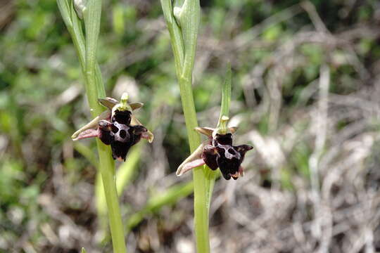 صورة <i>Ophrys aghemanii</i>