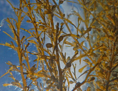 Image de Sargassum muticum