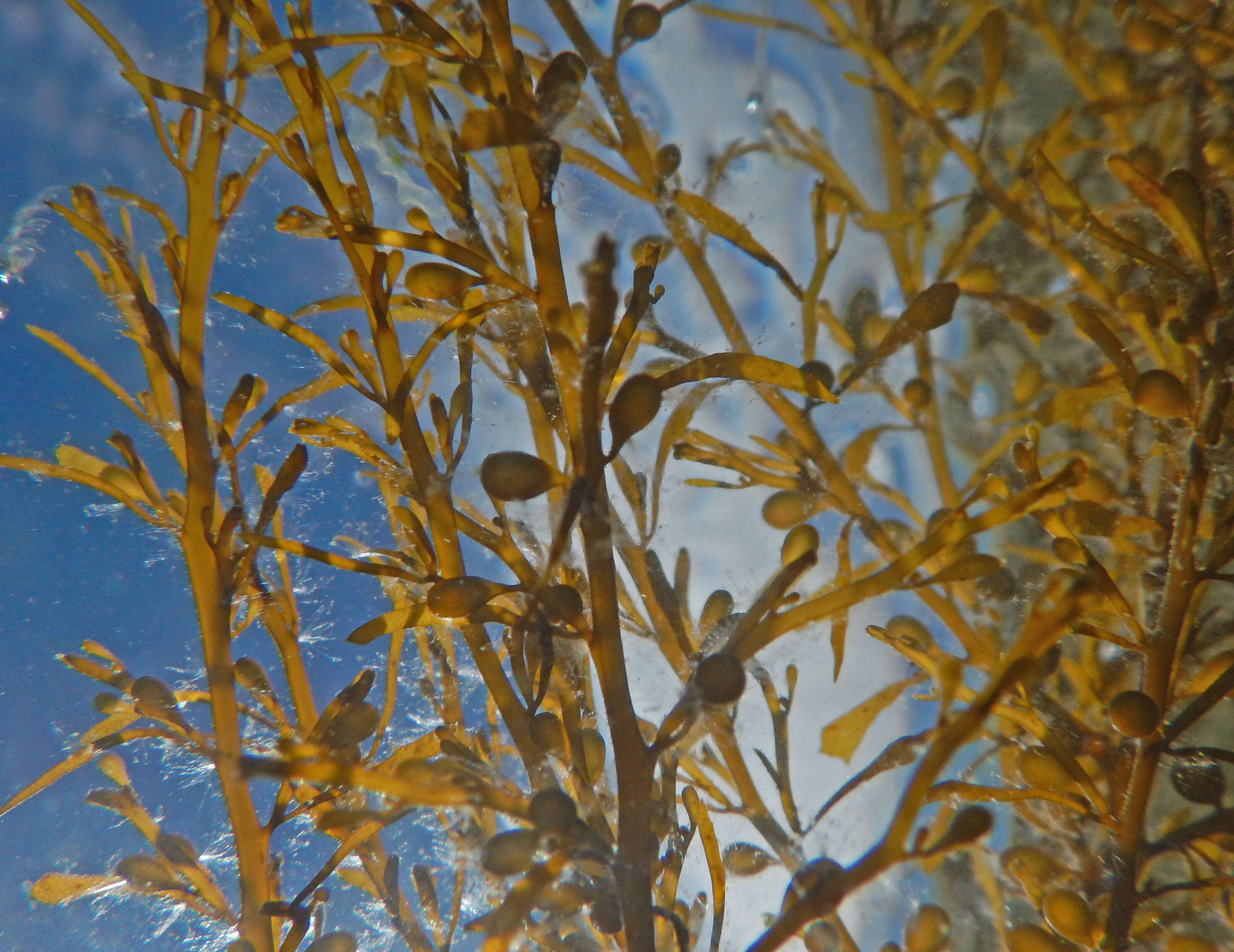 Слика од Sargassum muticum