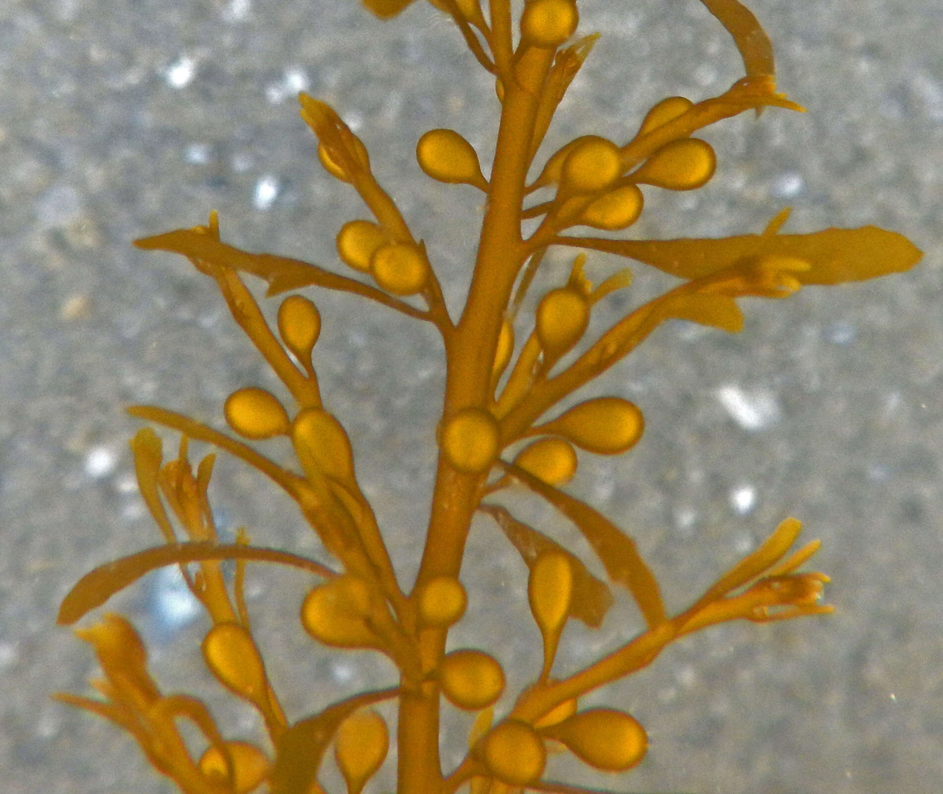 Слика од Sargassum muticum