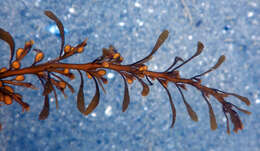 Слика од Sargassum muticum