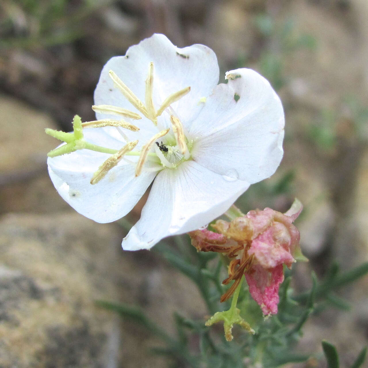 Image of crownleaf evening primrose