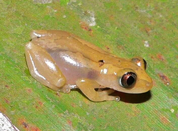 Image of Brown Banana Frog