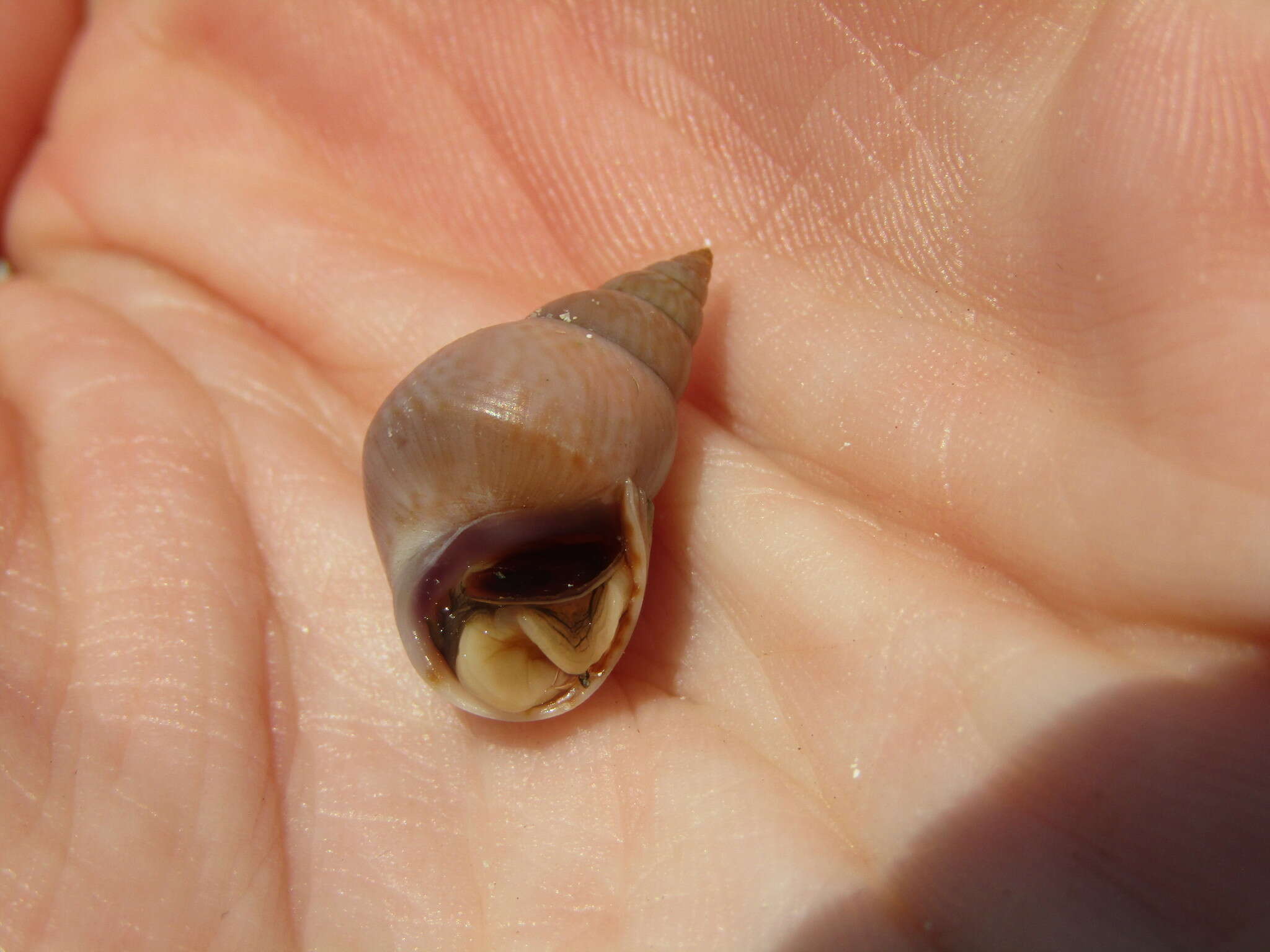 Image of Scarlet Periwinkle