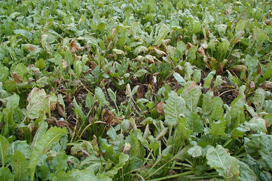 Image of Beta vulgaris subsp. vulgaris Altissima