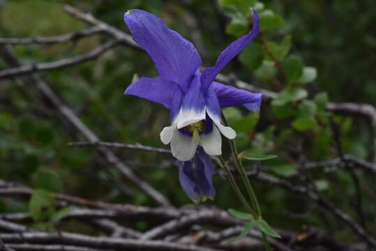 Слика од Aquilegia daingolica Erst & Shaulo