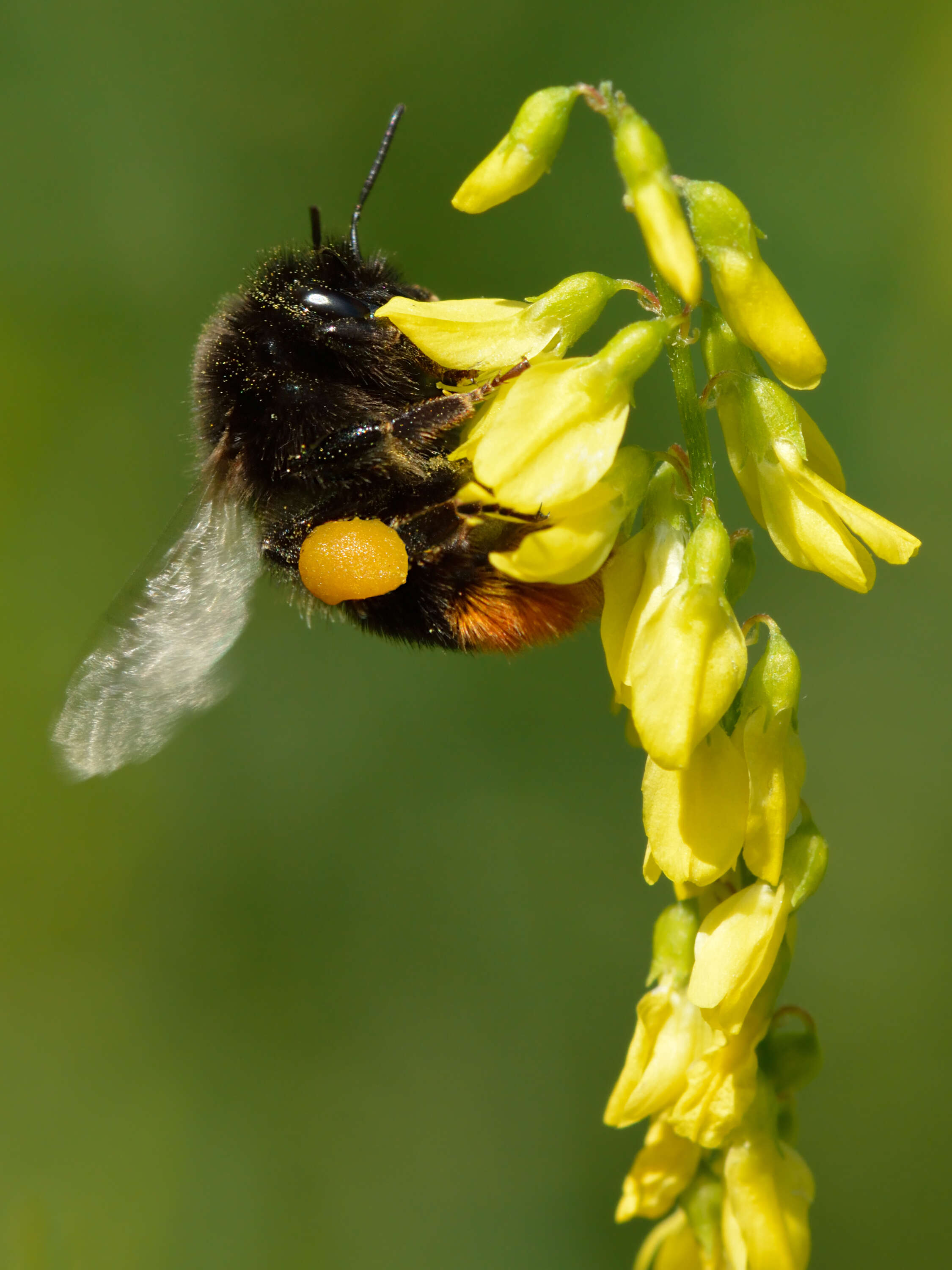 Image of Red tailed bumblebee