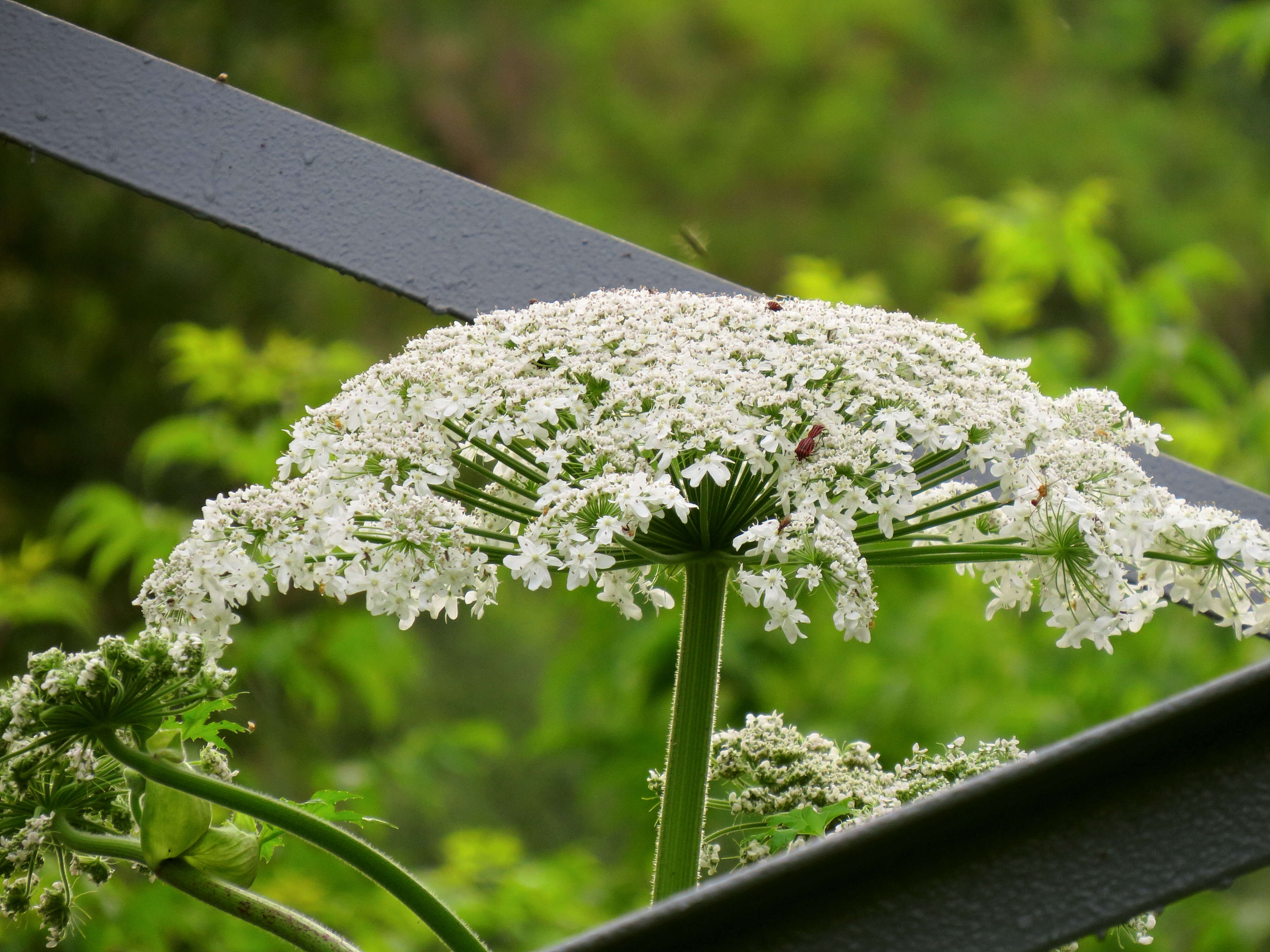 Imagem de Heracleum sosnowskyi Manden.