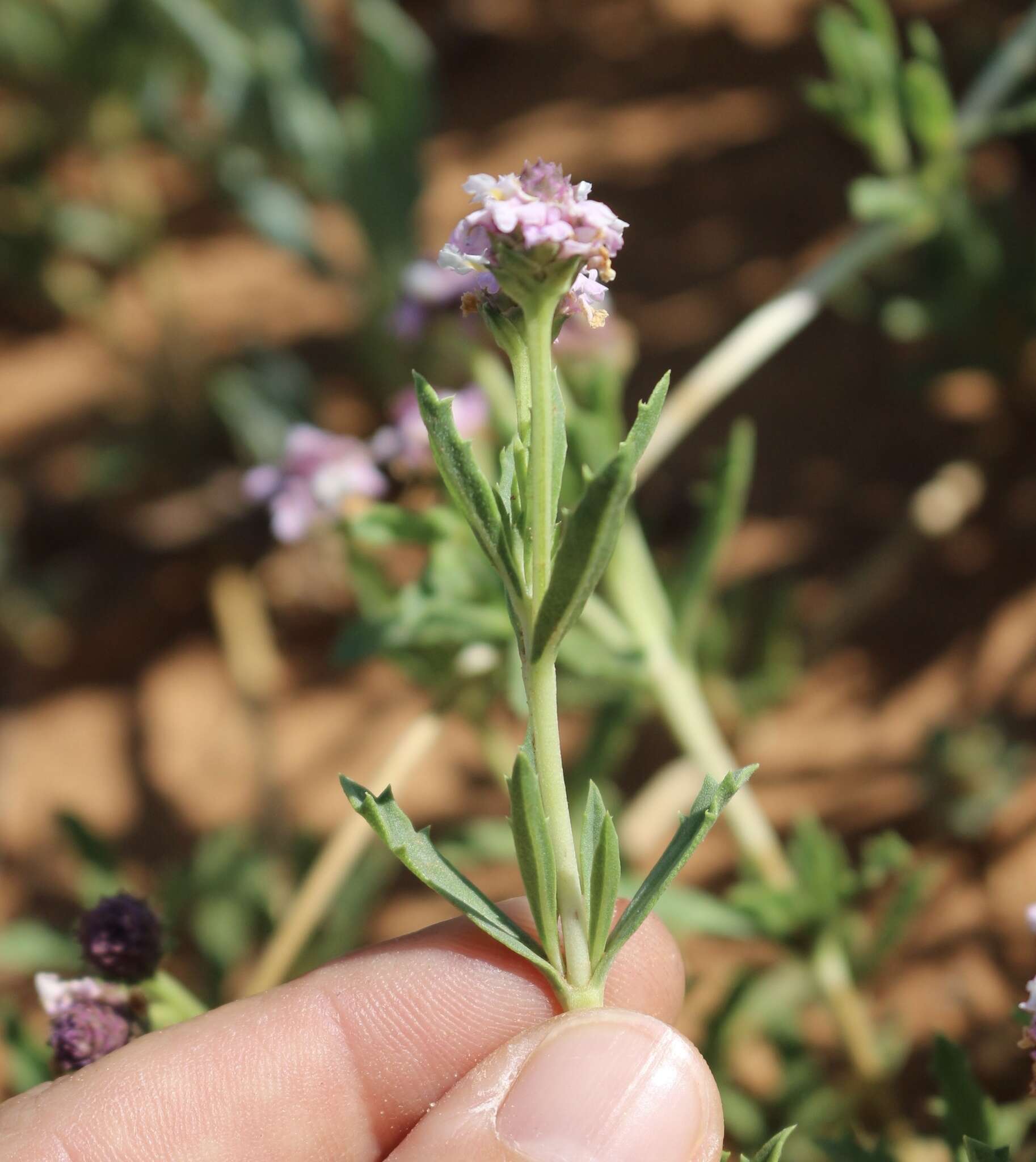 Plancia ëd Phyla cuneifolia (Torr.) Greene