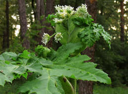 Imagem de Heracleum sosnowskyi Manden.