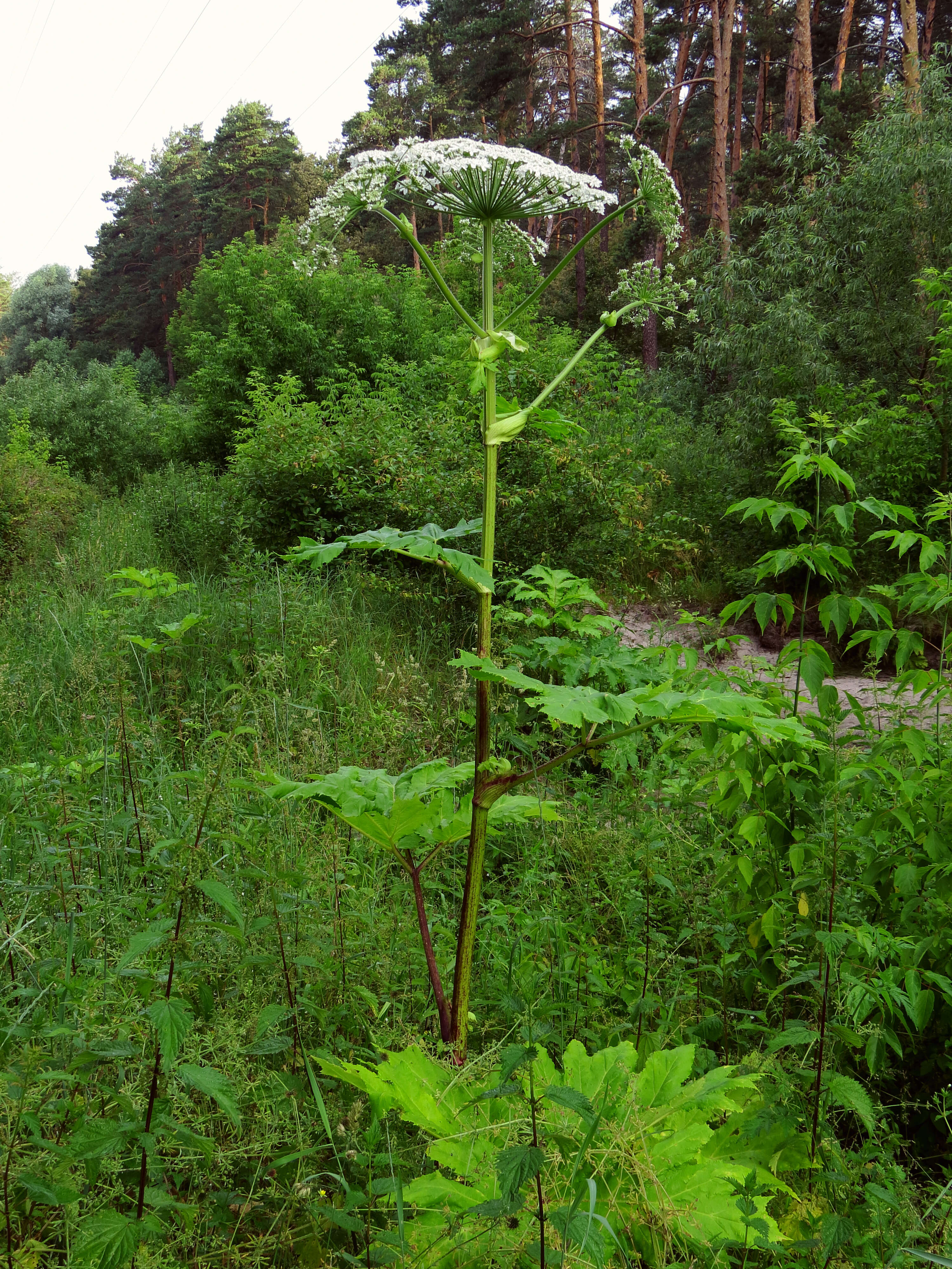 Imagem de Heracleum sosnowskyi Manden.