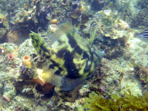 Image of Centreboard Leatherjacket