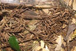 Image of Sickle-leaved Yellowwood