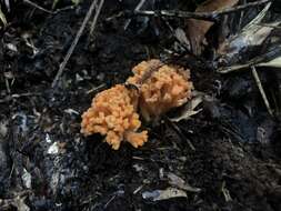 Image de Ramaria capitata Corner 1950