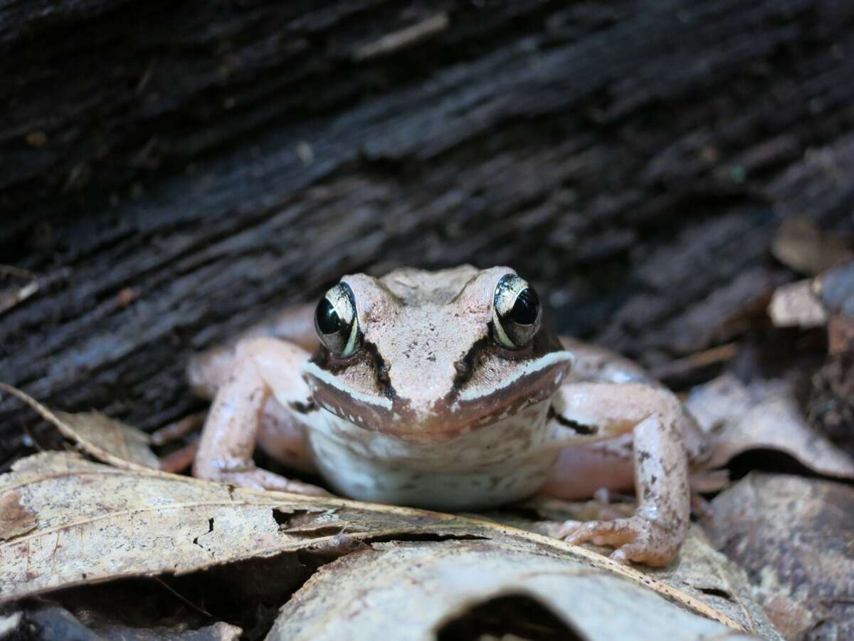 Image of Wood Frog