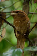 Image of frogmouths