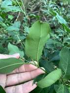 Слика од Capparis micracantha DC.