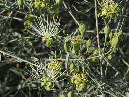 Imagem de Maerua juncea subsp. juncea