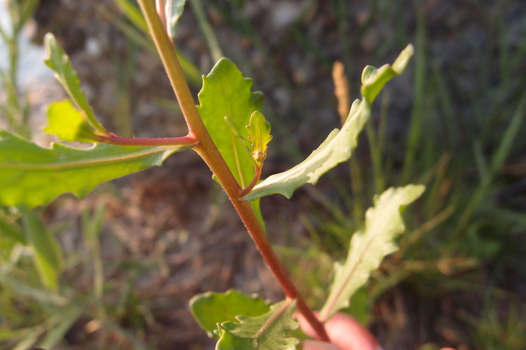 Image de Pluchea pteropoda Hemsl.