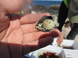 Image of rough barnacle