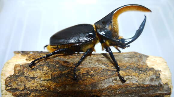 Image of Satanas beetle