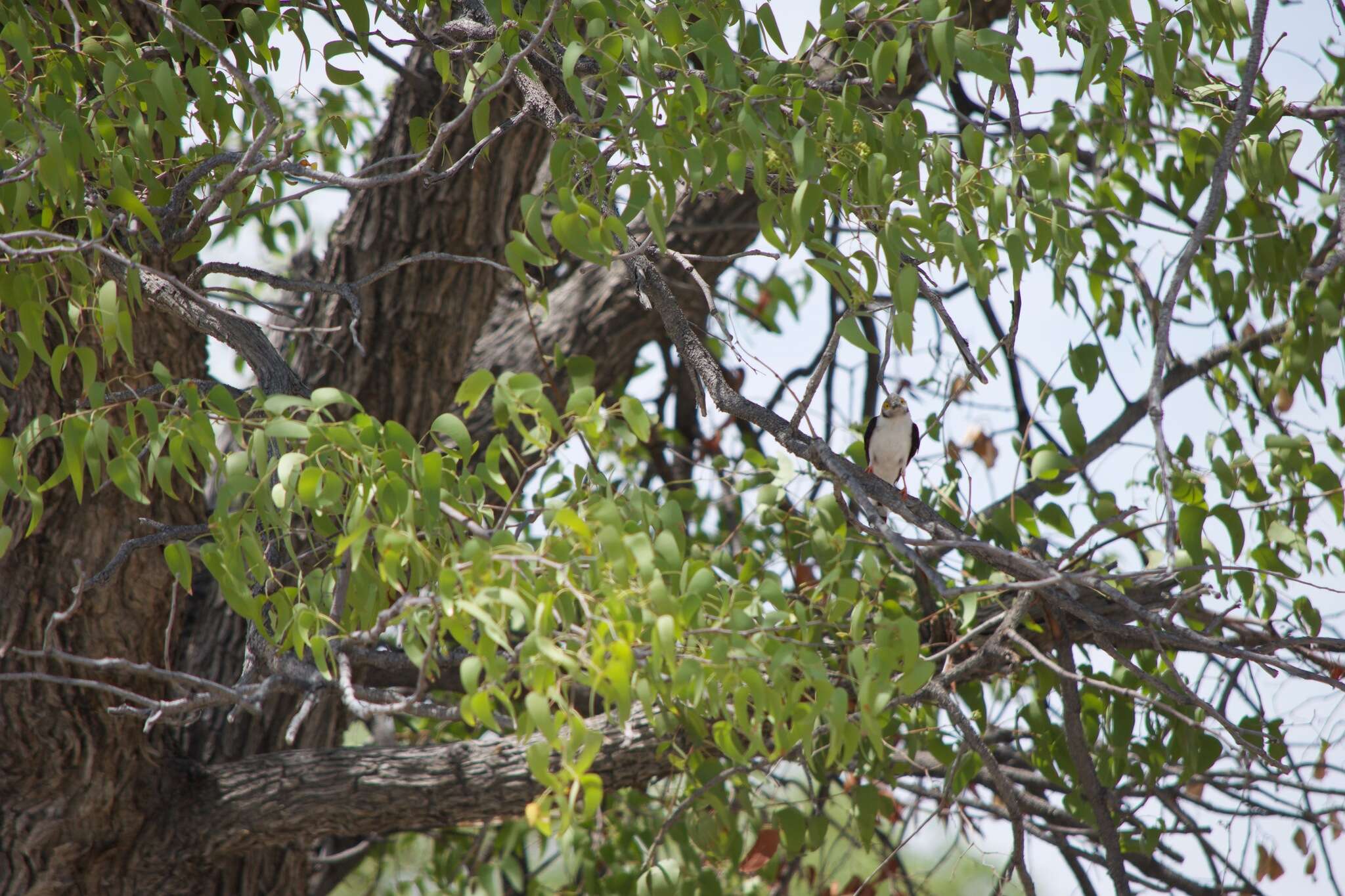 Image of White Helmet Shrike