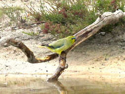 Imagem de Neophema elegans (Gould 1837)