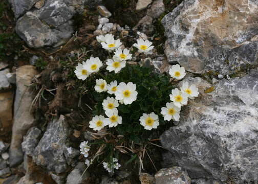 Image of alpine buttercup