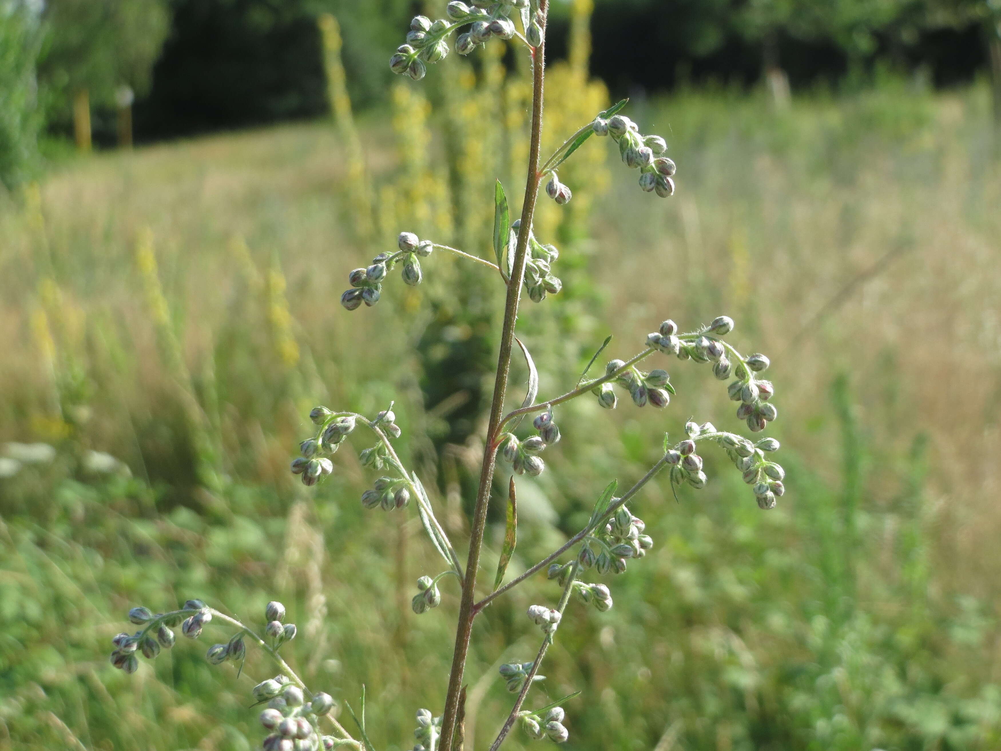 Image of common wormwood