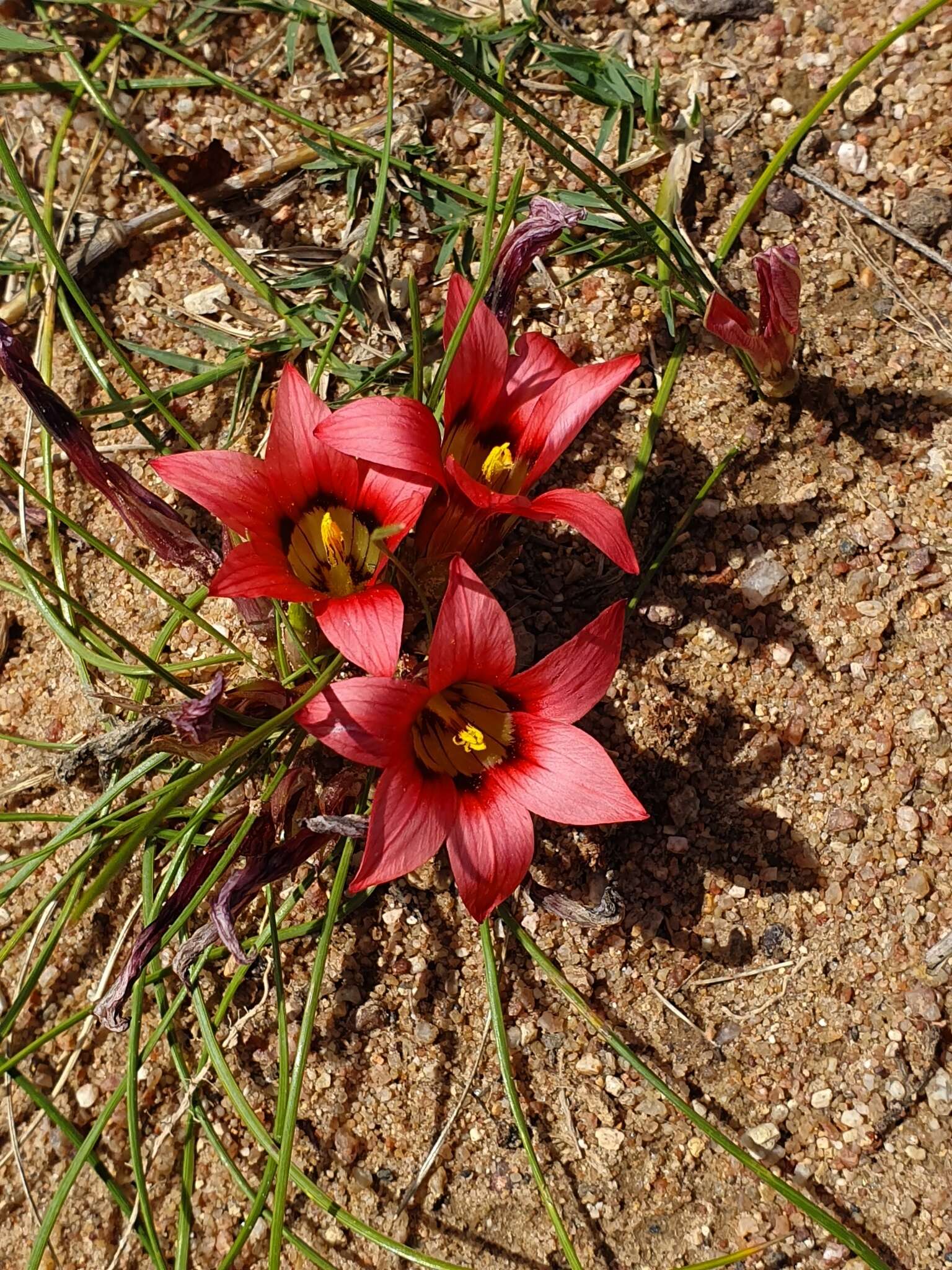 Image of Romulea eximia M. P. de Vos