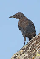 Plancia ëd Monticola solitarius (Linnaeus 1758)