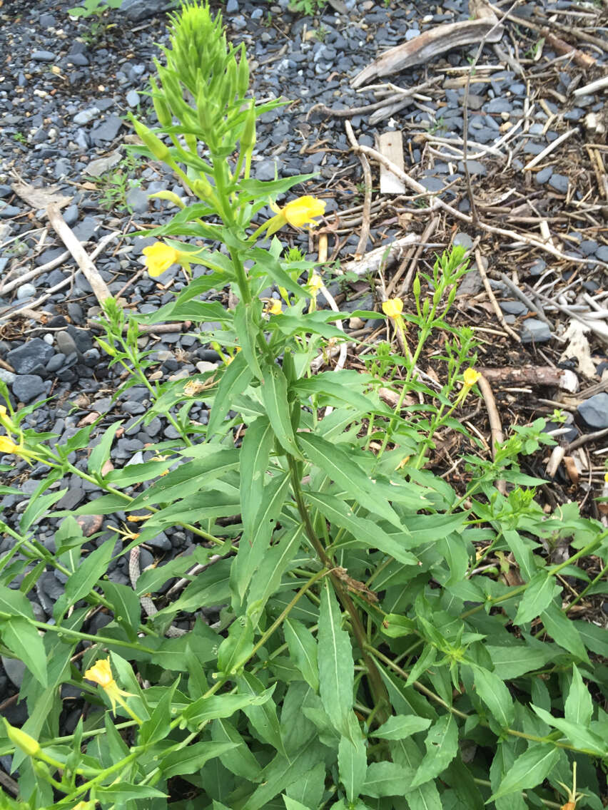 Imagem de Oenothera biennis L.