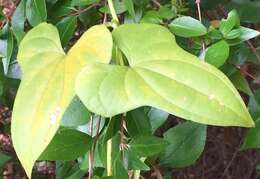 Image of Chinese yam